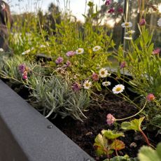 Container filled with Mexican fleabane on a sunset balcony