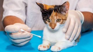 A veterinarian treats a kitten for ringworm with cotton swabs