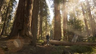 Sequoia tree and man, sun light