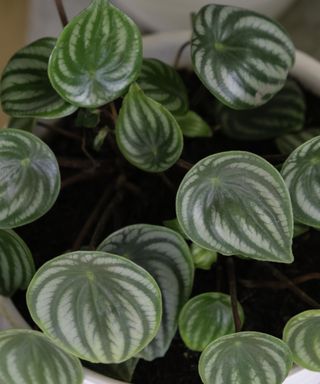 Close up of houseplant Peperomia Watermelon