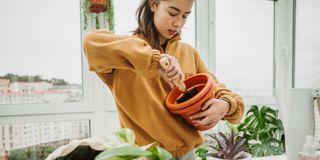Image of woman potting plants in her home