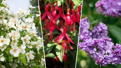 composite of fuschias, lilac and Philadelphus