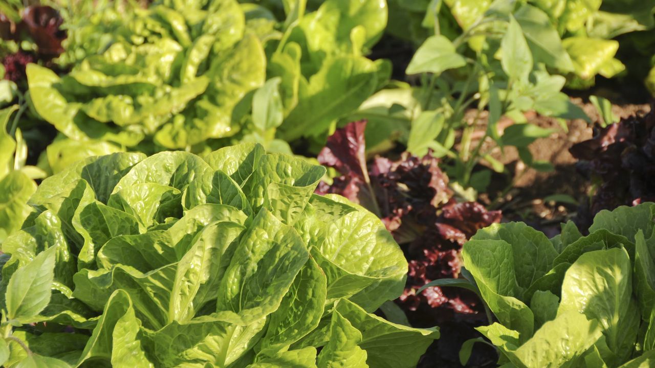 Lettuce plants growing in a vegetable garden