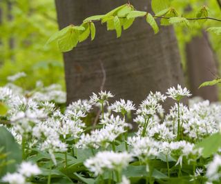 Wild garlic with white blooms in a woodland setting