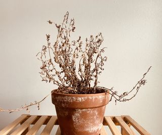 Dead lavender in a terra cotta pot