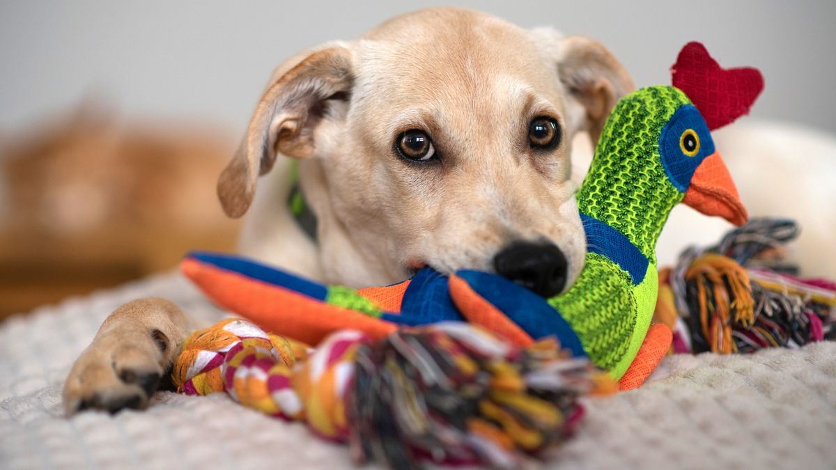 Dog guarding toys