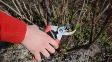 Pruning a blackcurrant bush in winter with pruning shears
