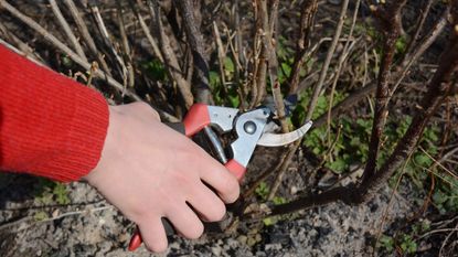 Pruning a blackcurrant bush in winter with pruning shears