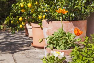 lemons growing in pots on a patio