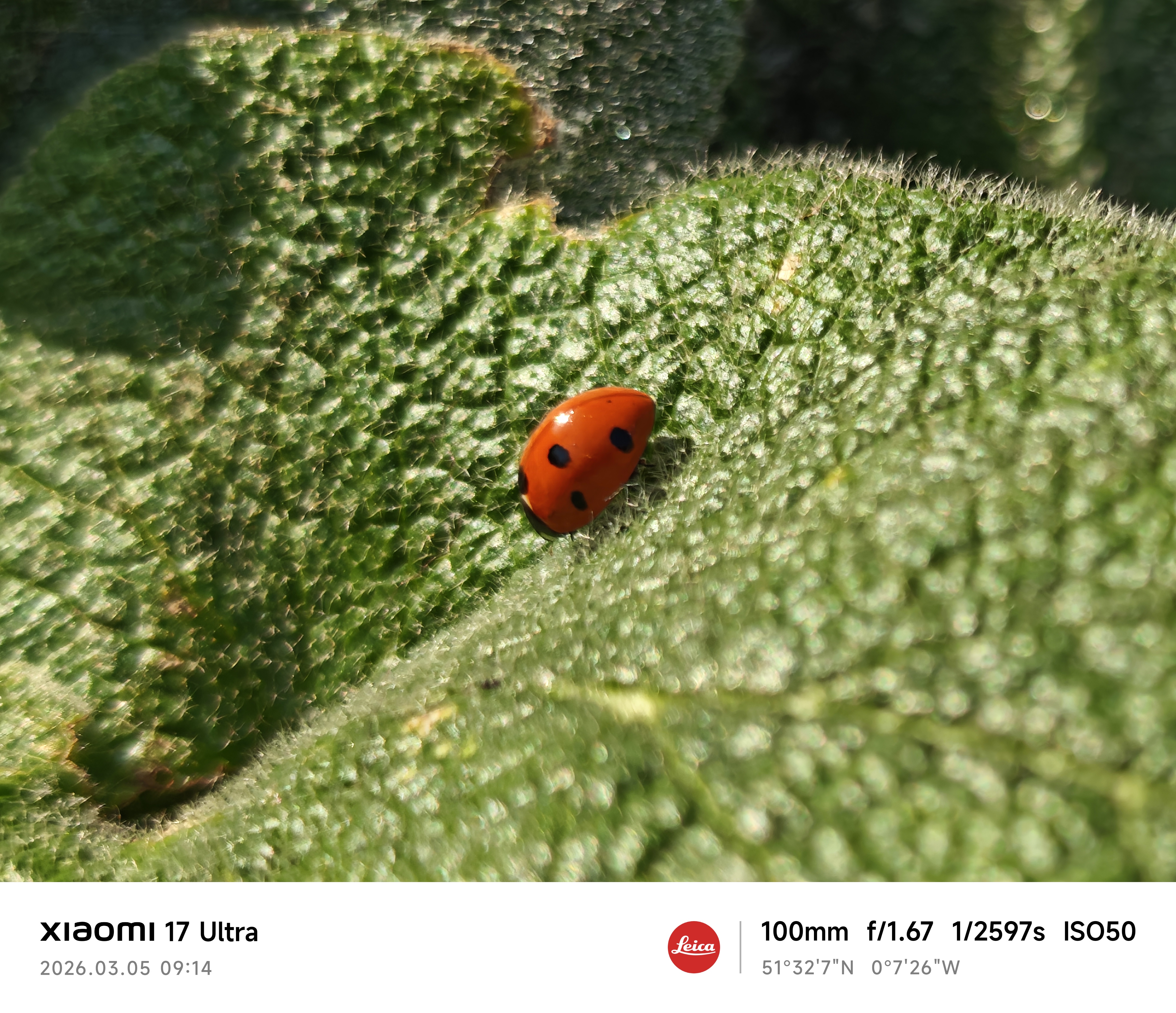 Xiaomi 17 Ultra camera sample ladybird macro zoom 4.3x