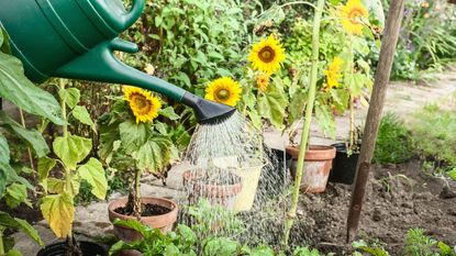 A watering can waters sunflowers
