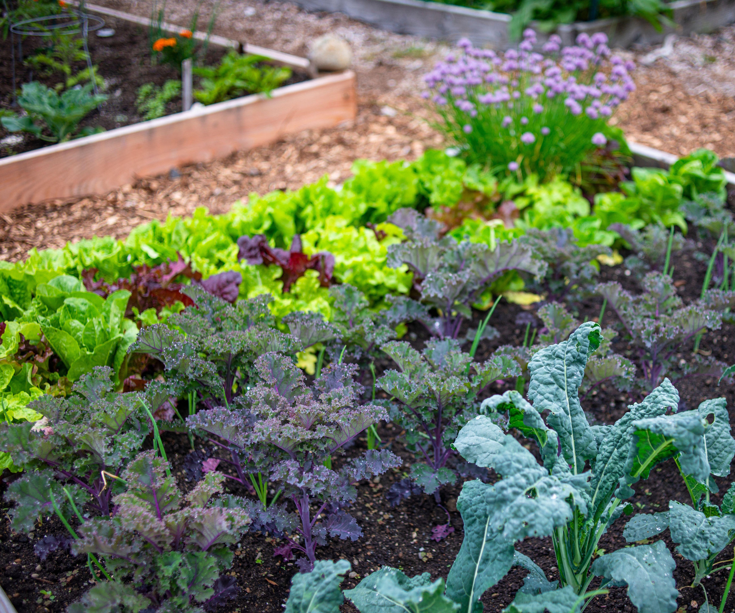 Leafy crops growing in a raised garden bed