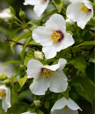 Philadelphus ‘Belle Étoile’