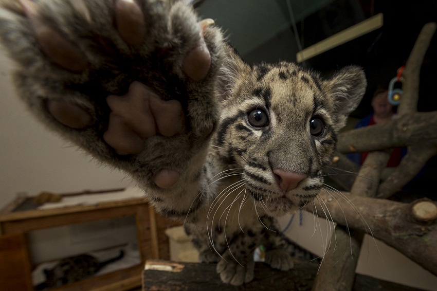 Clouded leopard cub Haui-san