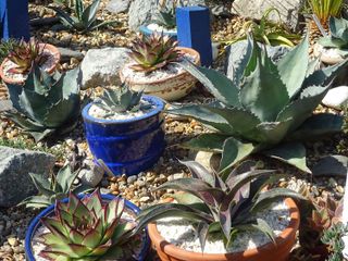 small rock garden ideas: potted agaves