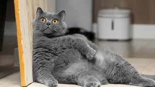 Fat cat lying on its side, leaning against a wooden plank