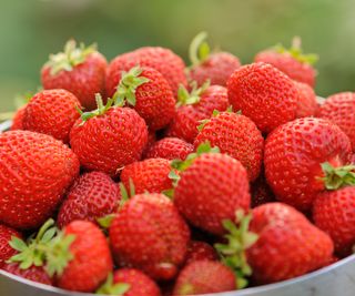 strawberry varieties Honeoye at harvest