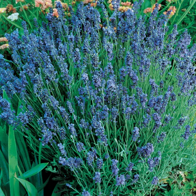 Burpee Lady Lavender seeds
