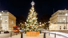 A large Christmas tree in the middle of Waterloo Place in London at night, with traffic passing by