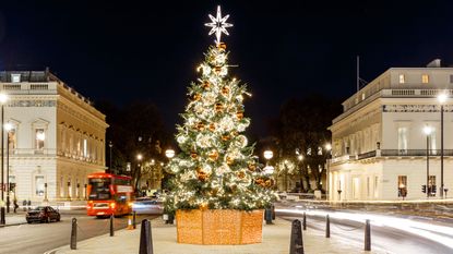 A large Christmas tree in the middle of Waterloo Place in London at night, with traffic passing by