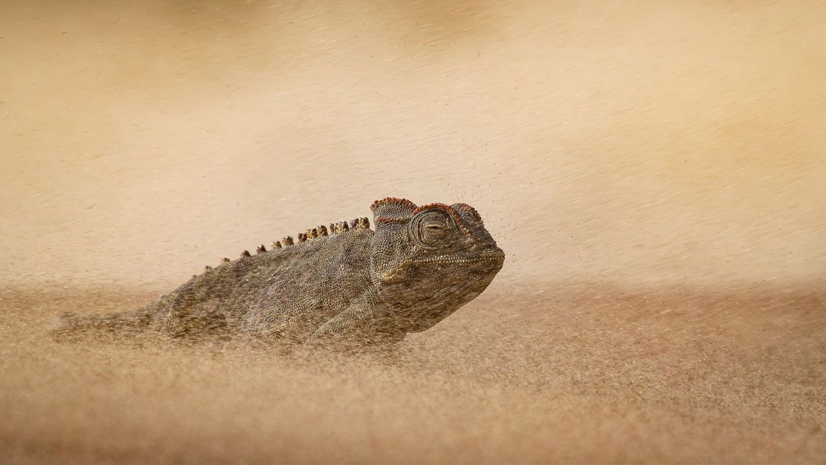 Wildlife Photographer of the Year 2026 just released a sneak peek at its incredible shortlisted winning entries — and it proves that DSLR cameras still rule this photography genre