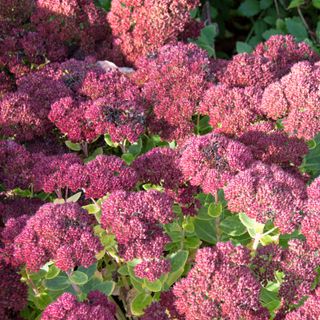 Closeup of pink flowering sedums