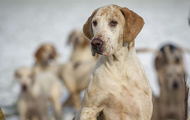 Hounds looking over the wall - potential cover