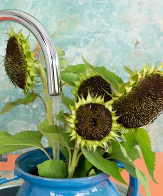 Edible flowers to grow, sunflowers in a kitchen sink