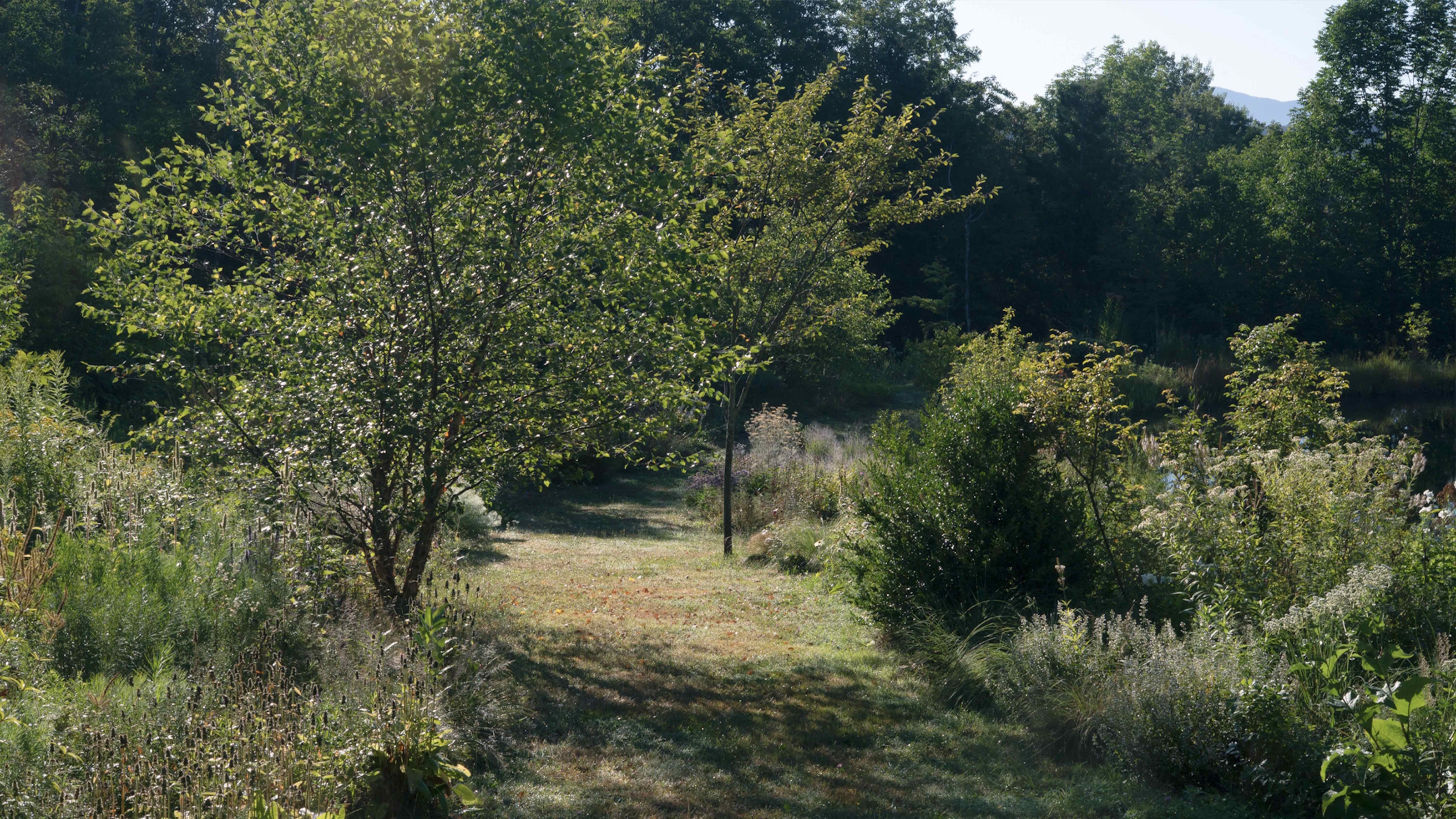 A garden path leading through dense natural borders with trees, shrubs and perennials