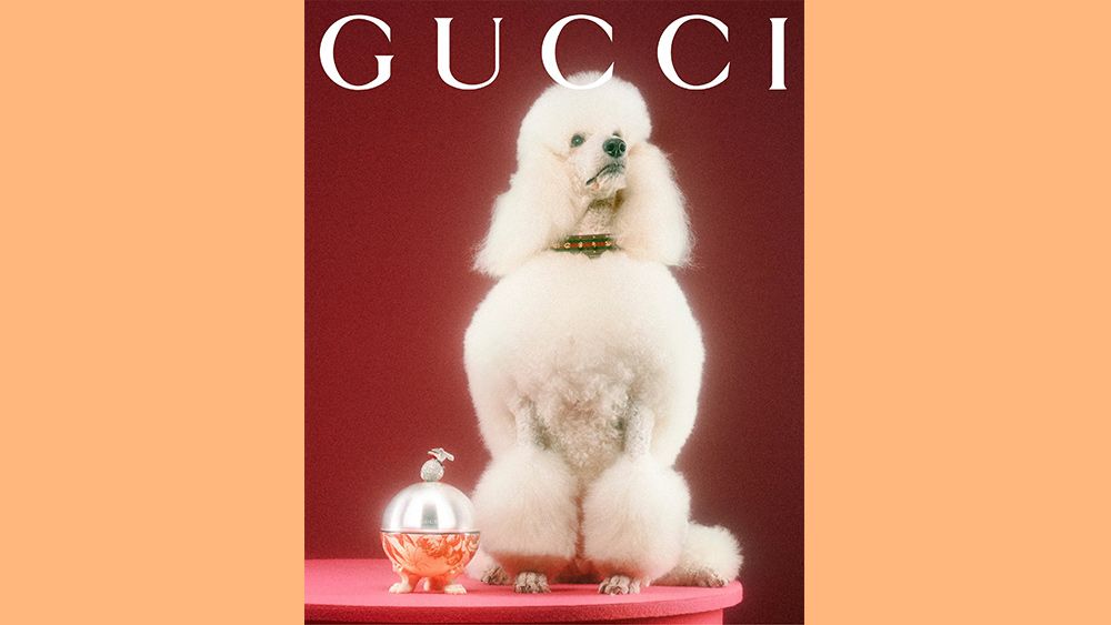 Gucci Pet Collection
