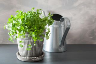 coriander in a grey pot / cilantro in a gray pot