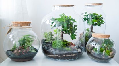 Four terrariums on a table