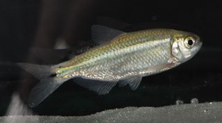 A. mexicanus surface fish collected from a cave in northeastern Mexico