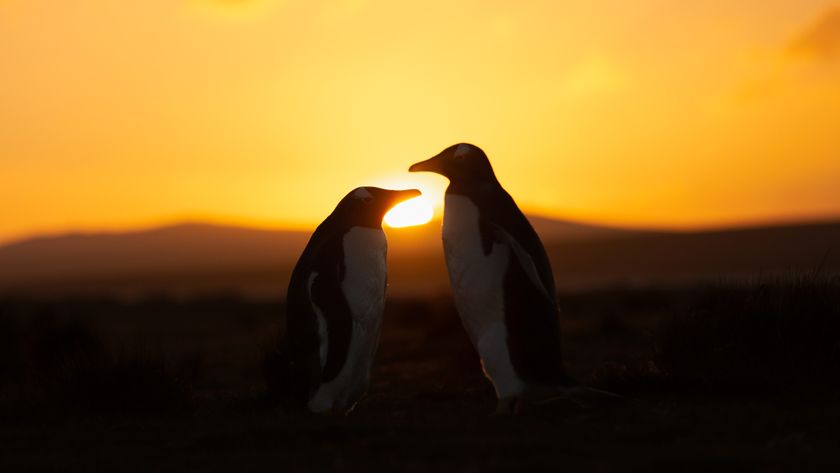 two penguins stand in front of a setting sun.