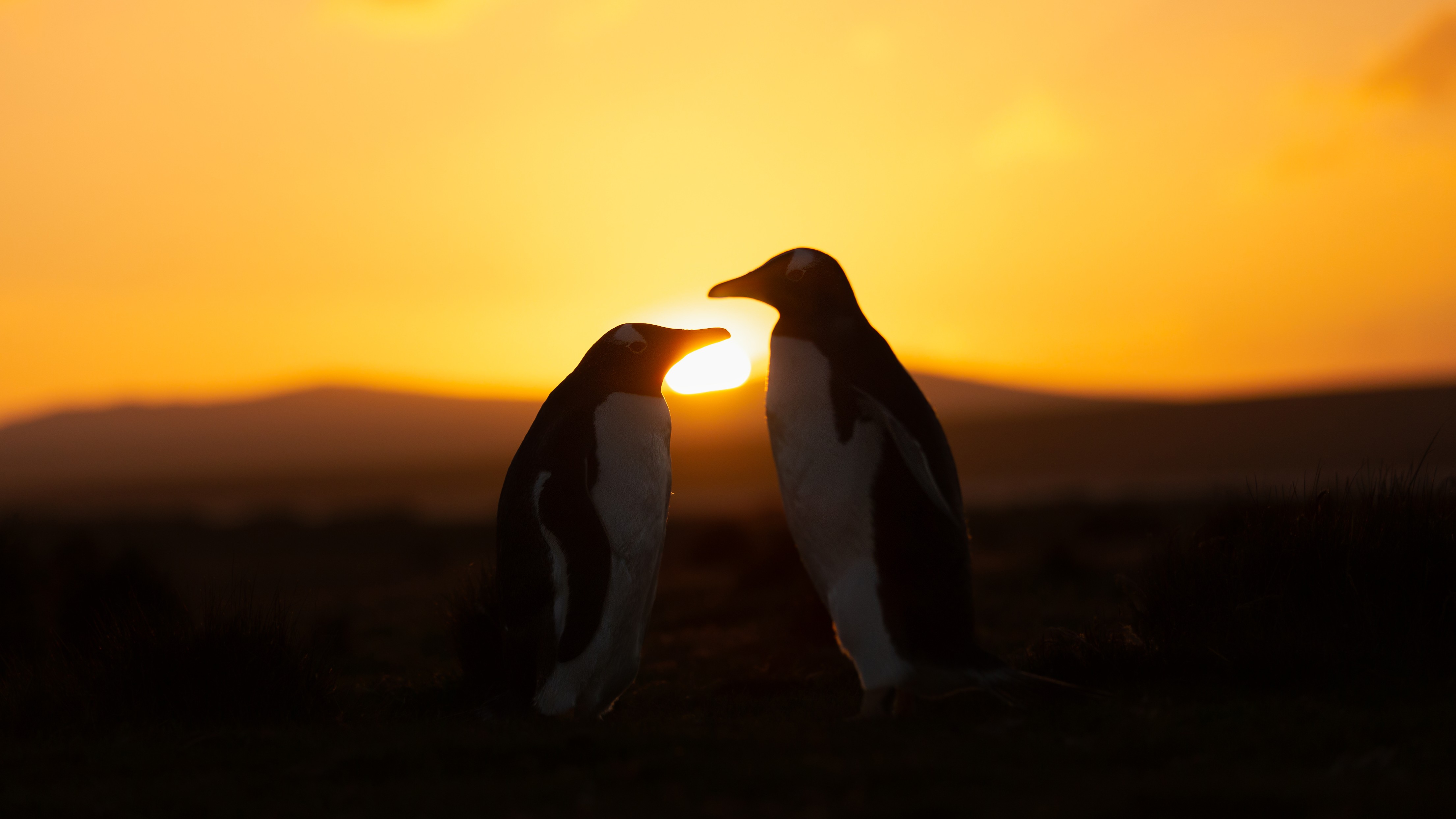 two penguins stand in front of a setting sun.