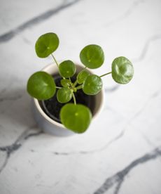 Chinese money plant