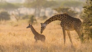 Uma mãe girafa abaixa a cabeça até um bebê girafa na savana