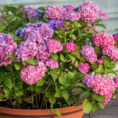 pink hydrangea plant in a container