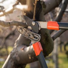 Loppers pruning the branch of a tree