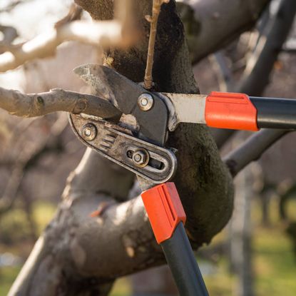 Loppers pruning the branch of a tree