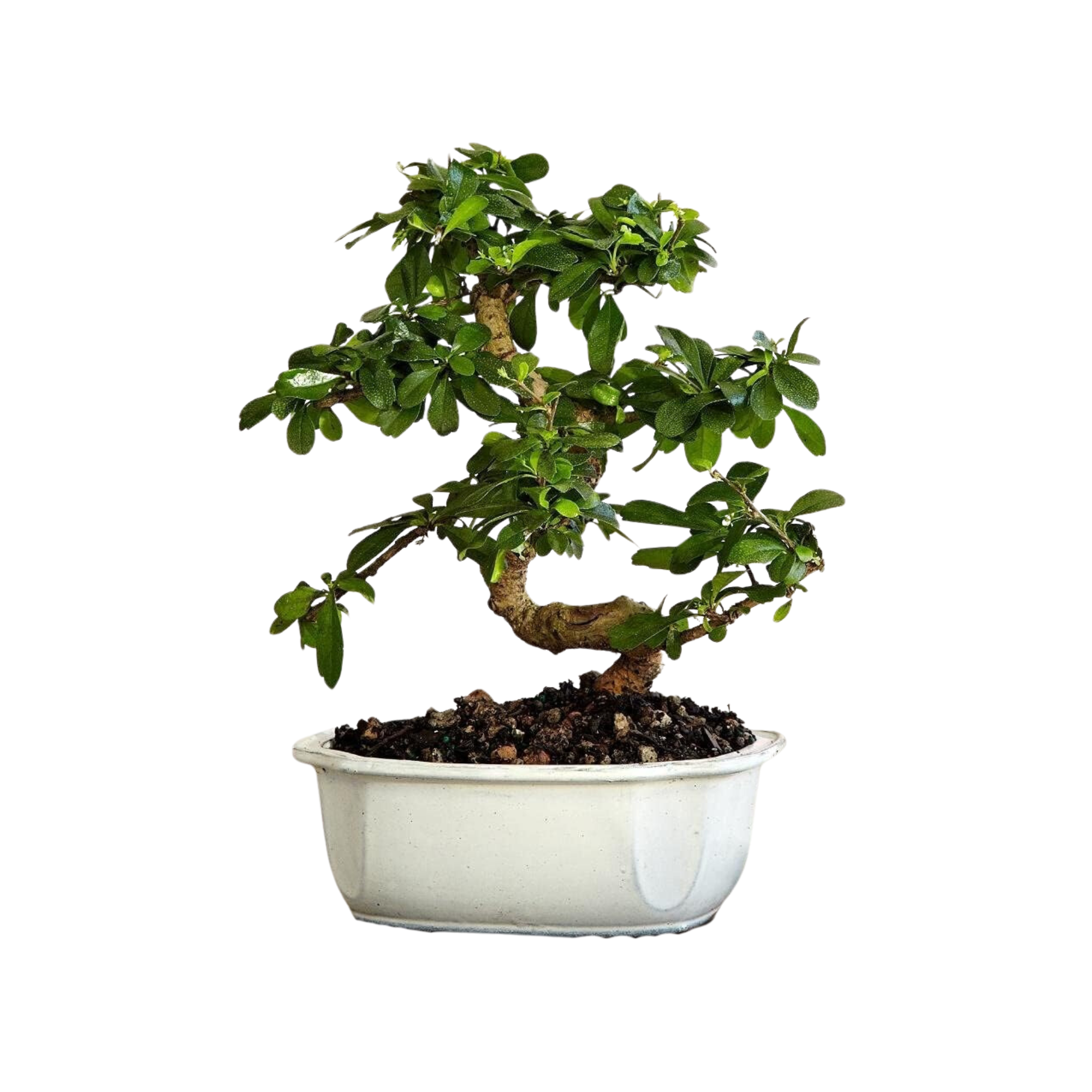 A bonsai tree in a ceramic planter