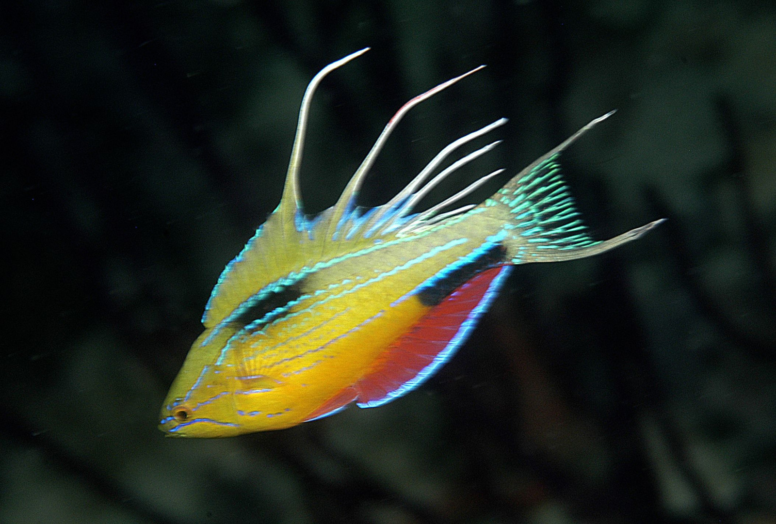 Flasher wrasse