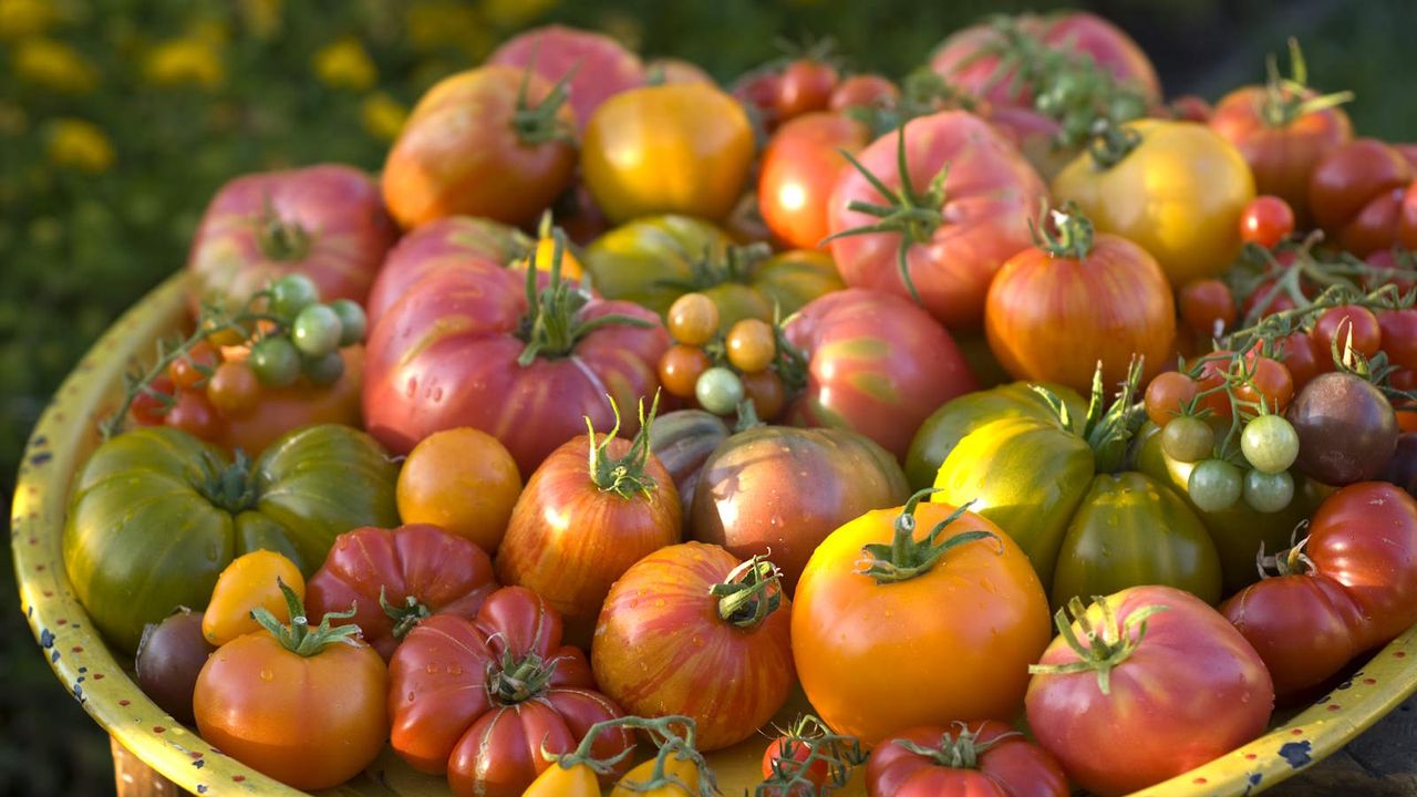 A large plateful of various heirloom tomatoes 