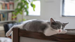 Cat sleeping indoors
