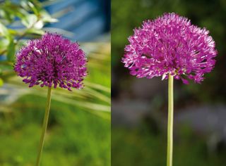 Home photography ideas: Frame-filling flower shots with a zoom lens