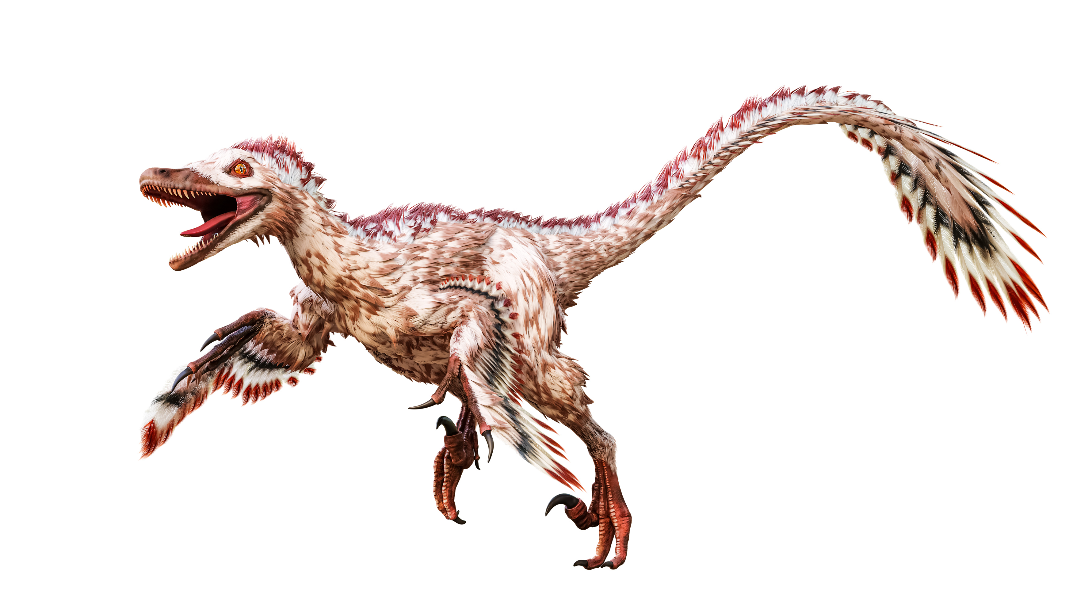 Running Velociraptor mongoliensis isolated on white background.