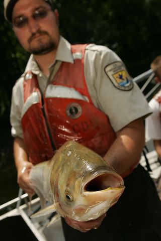 An invasive Asian Carp