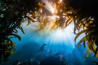 Burst of light, underwater photography