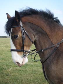 Hovis-hunting.JPG
