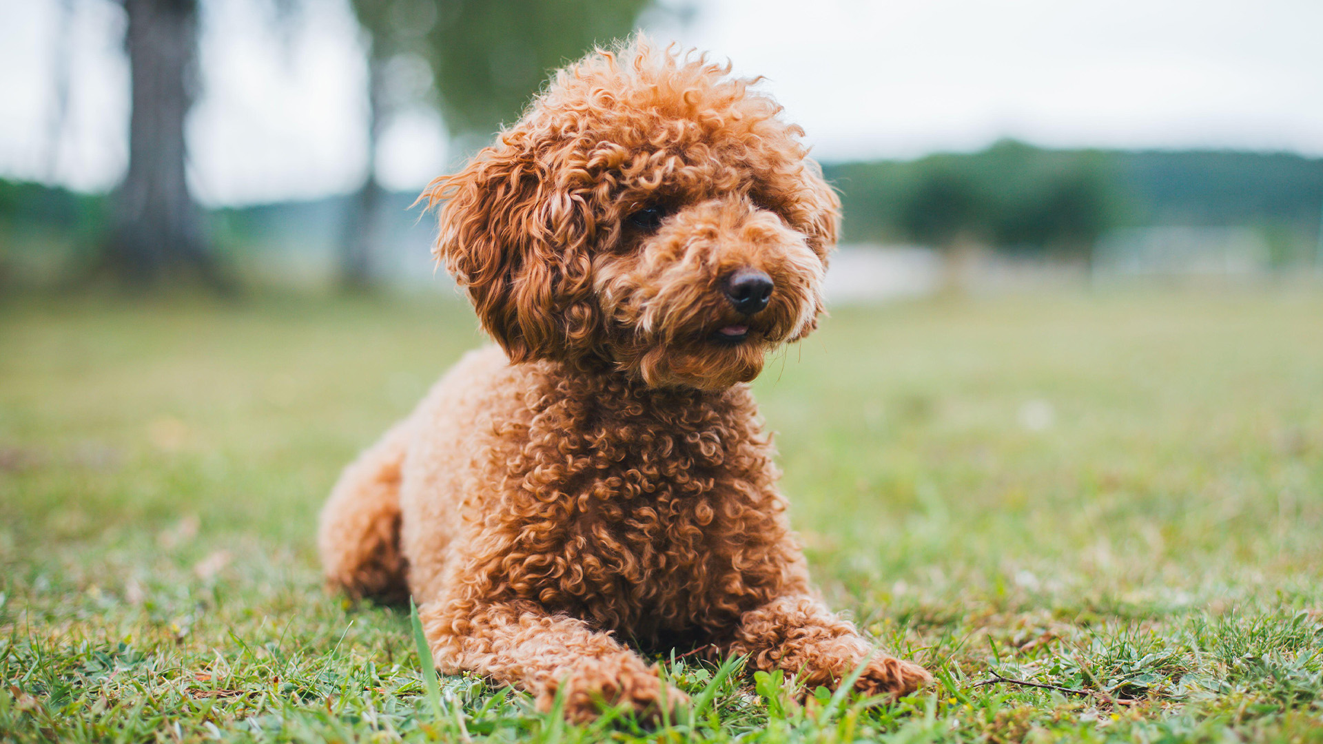 Miniature poodle laying on grass